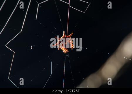 Die orangefarbene Spinne im Netz wartet auf Insekten Stockfoto