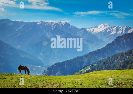 Pferd in den Bergen. Himachal Pradesh, Indien Stockfoto