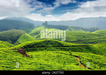 Teeplantagen, Indien Stockfoto