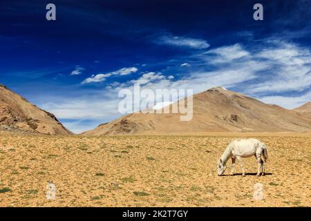 Pferdegrasen im Himalaya. Ladakh, Indien Stockfoto