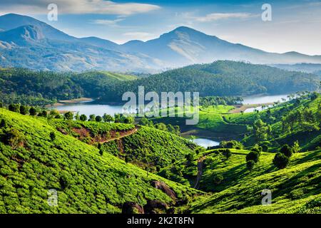 Teeplantagen und Fluss in Hügeln. Kerala, Indien Stockfoto