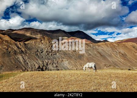 Pferde grasen im Himalaya Stockfoto