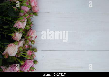 Ein großer Strauß rosafarbener Rosen mit Blüten und Knospen liegt auf einem weißen Baumhintergrund mit einem Platz für Text Stockfoto