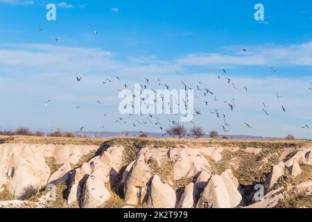 Fliegende Tauben in capadoccia Stockfoto