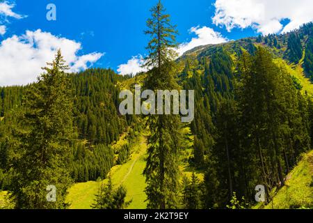 Wald in den Alpen, Klosters-Serneus, Davos, Graubuenden Stockfoto