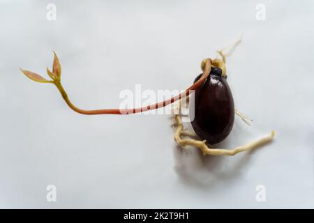 Lychee-Samen mit Sprossen und Wurzeln auf weißem Hintergrund. Pflanzen aus einem Samen wachsen lassen. Stockfoto