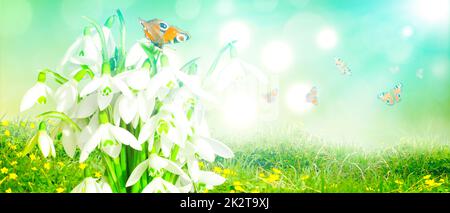 Viele Schneeglöckchen in den ersten Frühlingstagen mit Schmetterling Stockfoto
