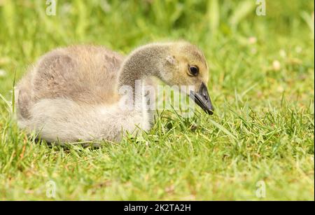 Canada Goose Gosing - branta canadensis - ruht auf Gras mit seinen Beinen unter seinem Körper versteckt Stockfoto