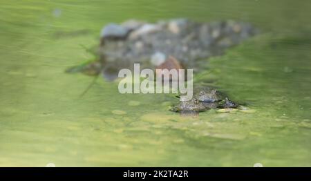 Gelbbauchkröte - Bombina variegata - in ihrem Lebensraum bei München, Deutschland Stockfoto