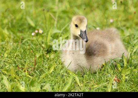 Canada Goose Gosing - branta canadensis - ruht auf Gras mit seinen Beinen unter seinem Körper versteckt Stockfoto