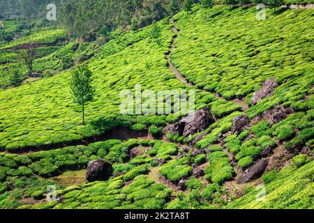 Tee-Plantagen in Kerala, Indien Stockfoto