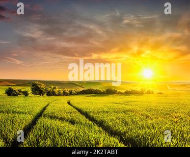 Sonnenuntergang im Feld Stockfoto