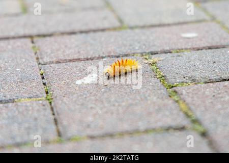 Die Raupe der Ahorneule, Acronicta aceris, auf einem Fußweg. Stockfoto