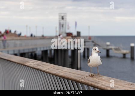 Eine Möwe sitzt auf dem Geländer des neuen Piers in Koserow auf der Insel Usedom. Stockfoto