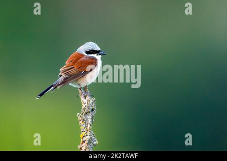 Ein Rotrückenkrebwürger in freier Wildbahn Stockfoto