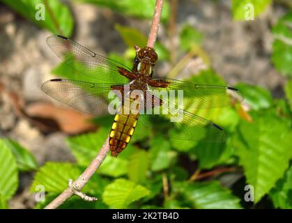 Breiter Körper oder breiter Körper, Libelle, junges Weibchen Stockfoto