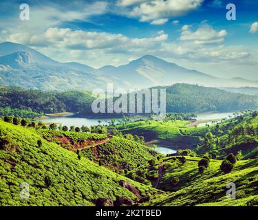 Teeplantagen und Fluss in Hügeln in der Nähe von Munnar, Kerala, Indien Stockfoto