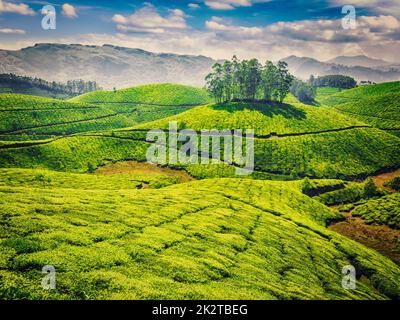 Grüner Tee-Plantagen in Indien Stockfoto