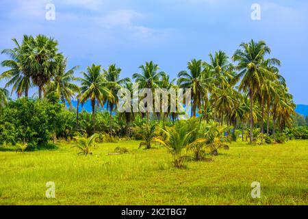 Kokospalmen mit grünem Feld und blauem Himmel, White Sand Beach KH Stockfoto