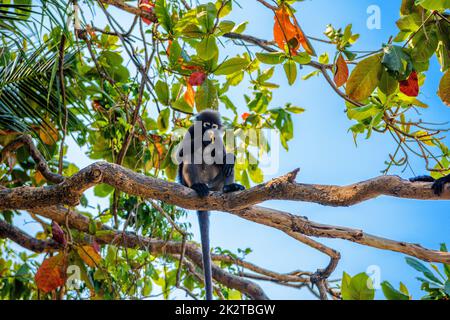 Koh Phaluai, Mu Ko Ang Thong Nationalpark, Golf von Thailand, Si Stockfoto