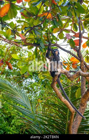 Koh Phaluai, Mu Ko Ang Thong Nationalpark, Golf von Thailand, Si Stockfoto