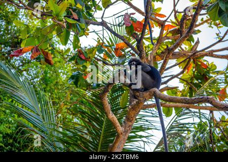 Koh Phaluai, Mu Ko Ang Thong Nationalpark, Golf von Thailand, Si Stockfoto