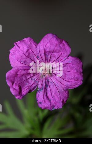 Violette Blütenblüte botanischer Hintergrund Geranium platypetalum Familie Geraniaceae großformatige Blumendrucke in hoher Qualität Stockfoto