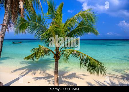 Kokospalmen am tropischen Strand von Haad Yao, Insel Koh Phangan, Su Stockfoto
