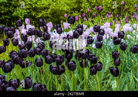 Schwarze violette Tulpen, Keukenhof Park, Lisse in Holland Stockfoto