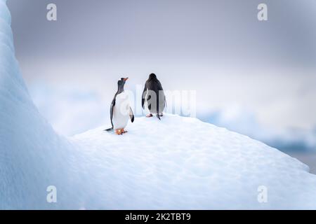 Zwei Gentoo-Pinguine stehen auf einem versteinerten Eisberg Stockfoto