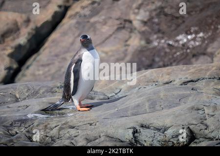 Der nasse Gentoo-Pinguin steht an einer felsigen Küste Stockfoto