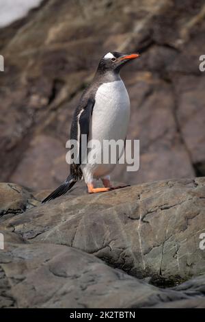 Nasser Gentoo-Pinguin, der auf einem sonnenbeschienenen Felsen steht Stockfoto