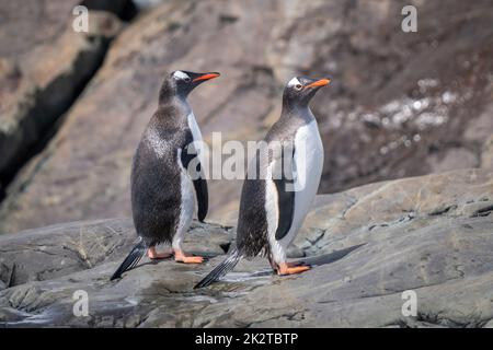 Zwei nasse Gentoo-Pinguine stehen auf Felsen Stockfoto