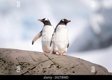 Zwei Gentoo-Pinguine stehen bei Sonnenschein auf Felsen Stockfoto