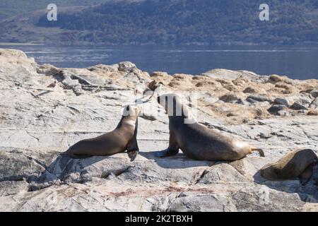 Südamerikanische Seelöwenkolonie auf dem Beagle-Kanal Stockfoto