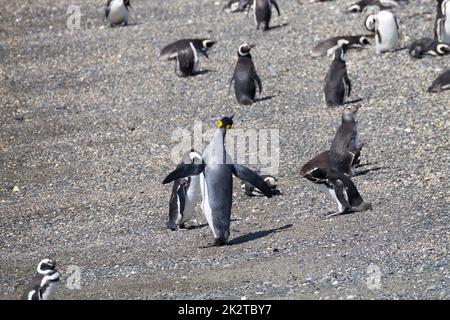 König-Pinguin am Strand von Martillo Island, Ushuaia Stockfoto