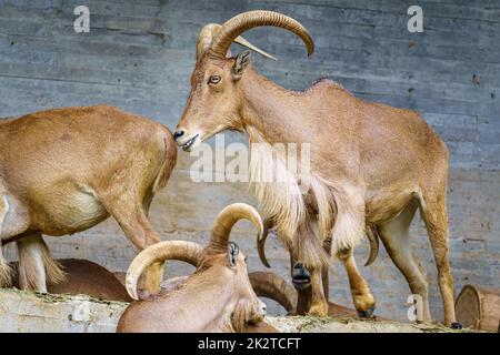 Gruppe von hispanischen Ziegen mit großen Hörnern und Leichtigkeit, die Felsen in den Bergen zu klettern. Stockfoto
