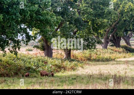 Freiland-Tamworth-Schweine, eine Sau und Ferkel, aus dem Wild Ken Hill Rewilding-Projekt Futter für Eicheln unter Heckeneichenbäumen. Stockfoto