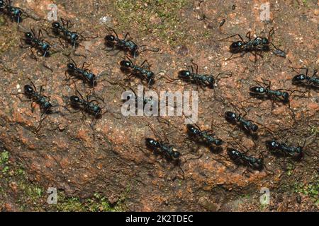 Schwarze Ameise auf dem Boden, die Nahrung ins Nest transportiert. Stockfoto