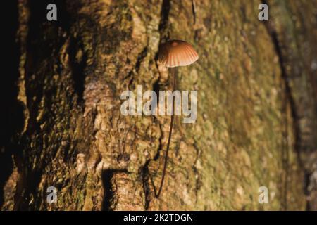 Kleine braune Pilze auf der Rinde des Stiels Stockfoto