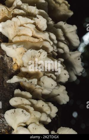 Ein kleiner weißer Pilz im Wald auf dem Stamm Der Rinde Stockfoto