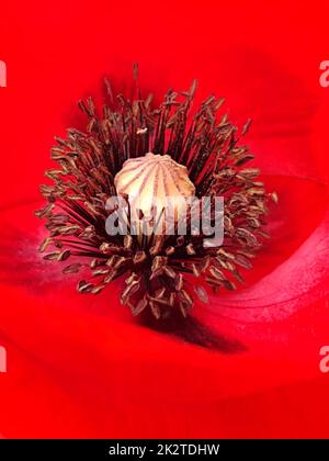 Pistil und Stäbchen aus rotem Mohn Nahaufnahme Stockfoto