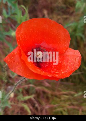 Rote Mohnblume nach Regen, Nahaufnahme Stockfoto