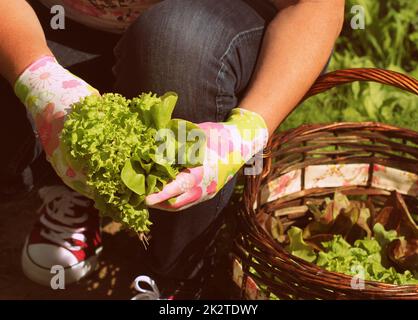 Frau, frischen Salat aus dem Garten pflücken. Salat in einen Korb legen Stockfoto