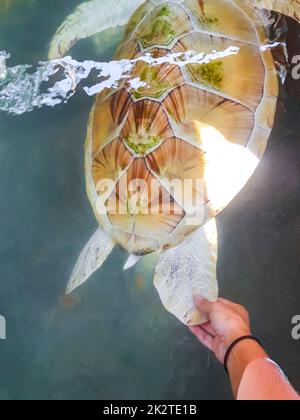 Weiße Albino-Meeresschildkröte Hawksbill-Schildkröte Karettkopf-Meeresschildkröte schwimmt. Stockfoto