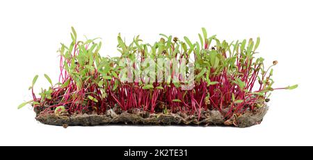 Rote Rote Bete, frische Sprossen und junge Blätter Vorderansicht auf weißem Hintergrund. Gemüse, Kräuter und Mikrogrün. Stockfoto