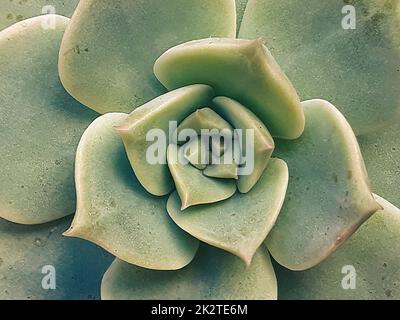 Echeveria Imbricata Detail Stockfoto