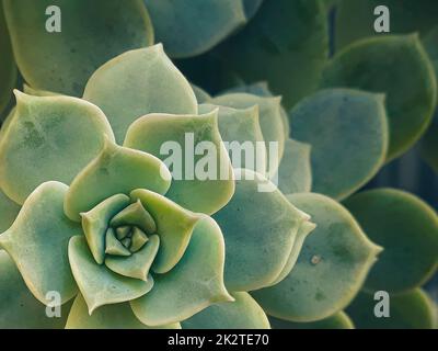 Echeveria Imbricata Detail Stockfoto