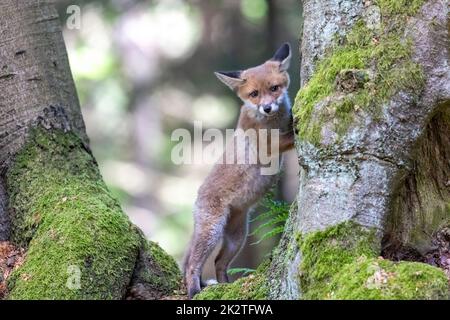Das Fuchsjunge steht auf den Hinterbeinen zwischen den Bäumen Stockfoto