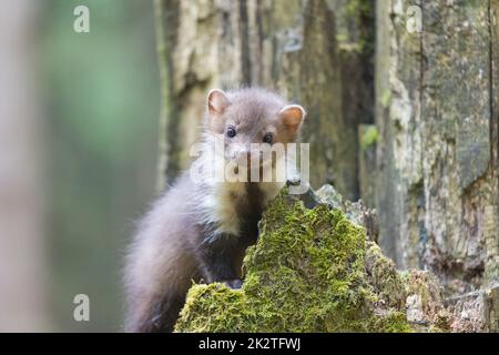 Junger Marder, der im Wald posiert Stockfoto